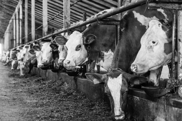 Wall Mural - Long row of cows sticking their heads out bars of stable to feed