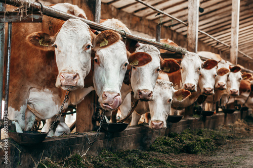 Fotografía Long row of cows sticking their heads out bars of stable to feed