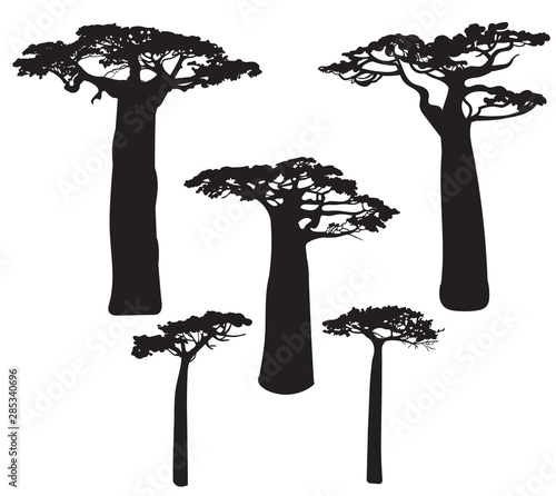 Fotografía Set of black baobab tree silhouettes