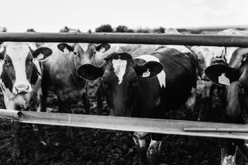 Wall Mural - Black and white cows on farmland 