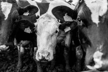 Wall Mural - Black and white cows on farmland 