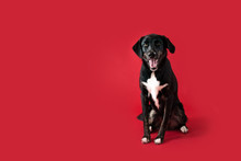 Happy Black Dog On Isolated Red Background