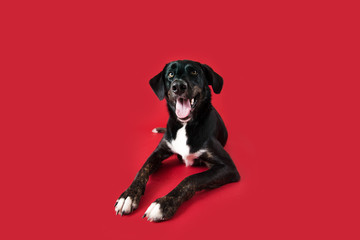 Wall Mural - Happy Black Dog on Isolated Red Background