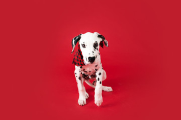 Wall Mural - Dalmatian Puppy on Isolated Red Background