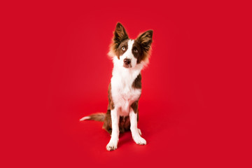 Wall Mural - Border Collie Dog on Red Isolated Background