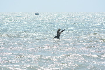 Fishing from the land and Sea