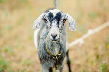  goat portrait, blurry background