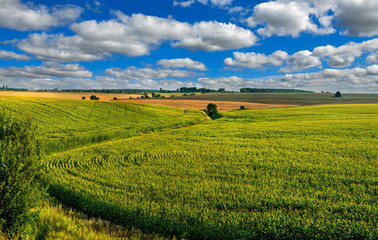 Wall Mural - Corn field lines and beautiful landscapes