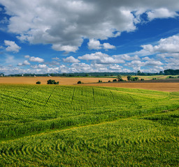 Wall Mural - Corn field beautiful landscapes lines
