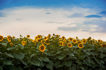 view on sunflower field with cloudly sky