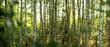 © Marco Martins - Birkenwald in Finnland | Panorama