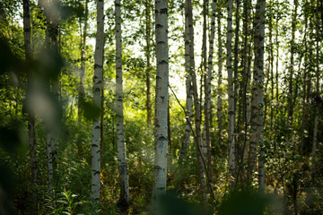 Birkenwald in Finnland | Panorama