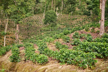 Poster - Rows of coffee plants