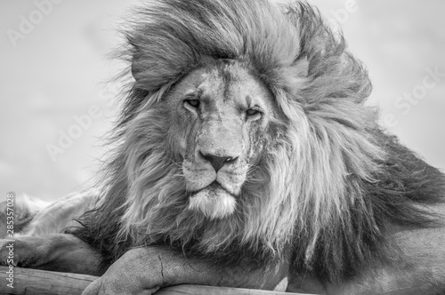Dekoracja na wymiar  zblizenie-majestatycznego-mlodego-brazowego-lwa-podczas-poludniowoafrykanskiego-safari