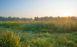 © Naj - Misty field with flowers in wetland below a blue sky at sunrise in summer
