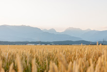 Wheat Yellow Field Against Beautiful Mountains Background