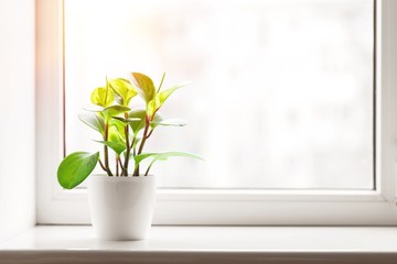 Wall Mural - Green plant on the windowsill on background