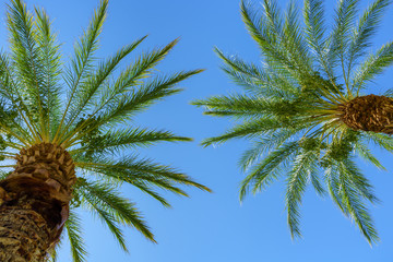 looking up at two plam trees