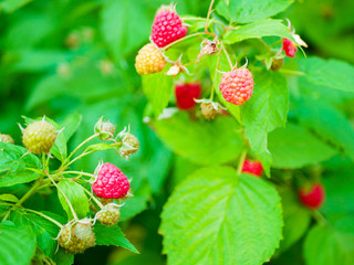 Sticker - raspberries ripen on the bush. A house without chemicals and additives. eco raspberries. Red raspberries ripened on a branch with leaves. Ripe berries of red raspberries in nature.