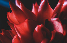 Closeup Of Red Flower