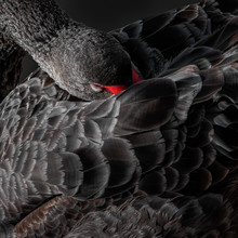 Black Swan (Cygnus Atratus) With Head Tucked Under Wing