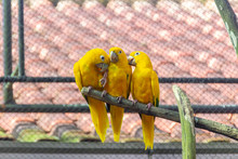 Bird Known As Golden Parakeet