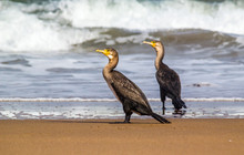 Bright Portrait Image In Warm Colors Of A Phalacrocorax Carbo (great Cormorant, Great Black Cormorant, Black Cormorant, Large Cormorant, Black Shag) Standing On The Beach
