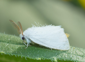 The butterfly in macro view, the insect in nature