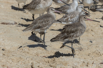 Black Tailed Godwit in Australia