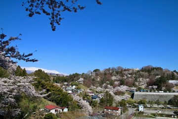 春の霞ヶ城公園（福島県・二本松市）