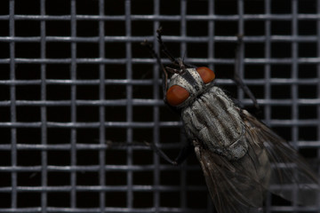 Fly close up, insect macro. Insect Screen Background. The flies are insect carriers of cholera. Living on kitchen accessories, fruits, vegetables and food scraps. 