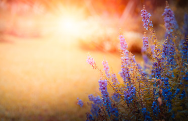 Beautiful flowers of purple blossoms and free space for text to use as a background.