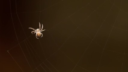 Spider weaves a web