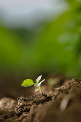 Canvas Print -  Small plant In Indian farm