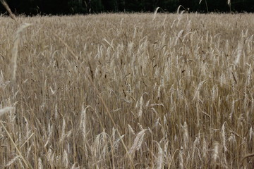 Golden ripe ears of rye on the field