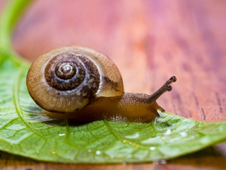 Wall Mural - snail on green leaf