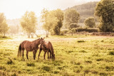 Fototapeta Konie - konie na pastwisku w letni wieczór