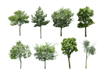  isolated of trees on the white background. 