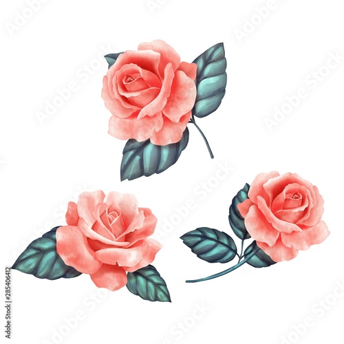 Red watercolor rose. Beautiful buds