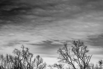 Wall Mural - Silhouette dead tree and branch on grey sky background. Black branches of tree. Nature texture background. Art background for sad, dead, lonely, hopeless, and despair. Halloween day background.