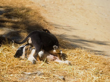 Playful Puppies, Young Black White Dogs Playing On The Ground By Street