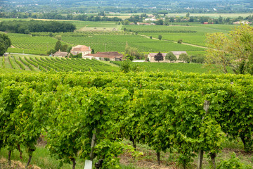 vineyards of the famous region of monbazillac, perigord.