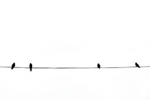 Alone Birds On A Wire, Two Birds Is On The Electric Cable, Isolated