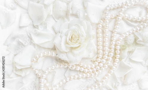Fotomural Beautiful white rose with petals and pearl necklace on white background