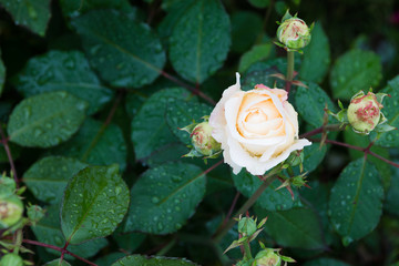 beautiful white rose in the garden with rain drops, selective focus