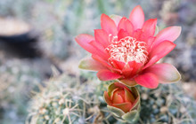 Red Cactus Flowers Blooming In Pot At Cactus Garden,desert Plant,fresh Succulent Flower,Echinopsis Tropical Flowers