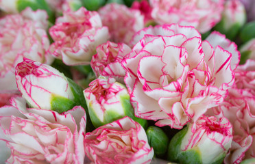 Wall Mural - Red and white carnations spray flower blooming in bouquet at flower market,celebration,colorful pattern nature background,selective focus,tropical plant