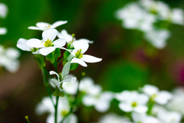 Wall Mural - Small and smart white flowers in the part in spring