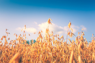 Finnish oat field. Photo from Kajaani, Finland.