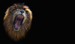 lion head on a dark background
